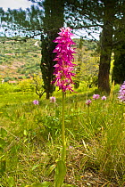 Hybrid orchid (Orchiaceras x bivonae). Hybrid of Naked man orchid (Orchis italica) and Man orchid (Orchis anthrophorum) Monte St Angelo, Gargano, Puglia, Italy, April.