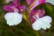 Green Winged orchid (Orchis morio var alba) albino form, Mount Argentario, Tuscany, Italy, April.