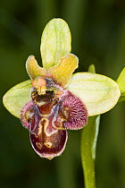Hybrid orchid (Ophrys x hoeppneri), hybrid between Bumble Bee orchid (Ophrys bombyliflora) and Early spider (Ophrys sphegodes) orchid. Mount Argentario, Tuscany, Italy. April