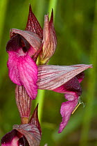 Tongue Orchid (Serapias lingua) Mount Argentario, Tuscany, Italy. April.