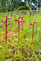 Tongue Orchid (Serapias lingua) Mount Argentario, Tuscany, Italy. April.