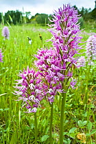 Naked Man Orchid (Orchis italica) Mount Argentario, Tuscany, Italy. April.