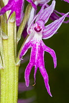 Naked Man Orchid (Orchis italica) Mount Argentario, Tuscany, Italy. April.