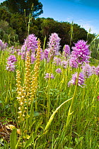Naked Man Orchid (Orchis italica) in flower with Man orchids (Orchis anthropophorum) Mount Argentario, Tuscany, Italy. April.