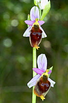 Hornet Ophrys (Ophrys crabronifera / Ophrys argolica subsp crabronifera) an endemic species restricted to the west coast of central Italy including the islands. Mount Argentario, Tuscany, Italy, April...