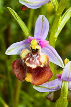 Calliantha's Orchid (Ophrys calliantha) a rare Sicilian endemic, Ferla, Sicily, Italy, April.