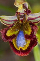 Mirror Orchid (Ophrys ciliata / Ophrys speculum) Ferla, Sicily, Italy, April.
