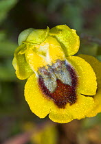Yellow Ophrys (Ophrys lutea) Ferla, Sicily, Italy, April.