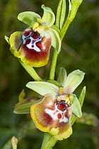 Bee orchid (Ophrys oxyrrynchos / Ophrys fuciflora oxyrrynchos) endemic species, Ferla, Sicily, Italy, April.