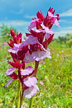 Pink Butterfly Orchid (Anacamptis papilionacea var grandiflora) large form, Ferla, Sicily, Italy, April.