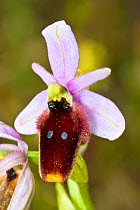 Crescent Ophrys (Ophrys lunulata) a Sicilian endemic, Ferla, Sicily, Italy, April.