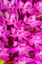 Pyramidal orchid (Anacamptis pyramidalis) Ferla, Sicily, Italy, April.