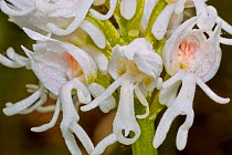 Monkey Orchid (Orchis simia var alba) albino form, Torrealfina, Orvieto, Umbria, Italy, May.