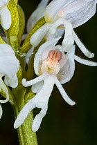 Monkey Orchid (Orchis simia var alba) albino form, Torrealfina, Orvieto, Umbria, Italy, May.