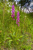 Early Purple Orchid (Orchis mascula) Mount Cimino near Viterbo, Lazio, Italy, May.