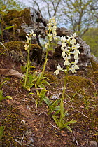 Provence Orchid (Orchis provincialis) in chestnut woods, Mount Cimino near Viterbo, Lazio, Italy, May.