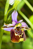 Late Spider Orchid (Ophrys fuciflora) Preci near Norcia, Umbria. Italy, May.