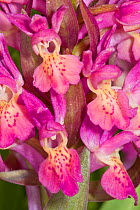 Elderflower Orchid (Dactylorhiza sambucina) magneta form, Piano Grande, near Norcia, Umbria Italy. May.