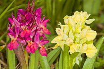 Elderflower Orchid (Dactylorhiza sambucina) magneta and yellow forms, Piano Grande, near Norcia, Umbria Italy. May.