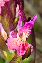 Elderflower Orchid (Dactylorhiza sambucina) pink form, above the Piano Grande, near Norcia, Umbria, Italy, May.