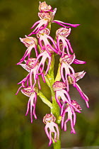 Hybrid orchid (Orchiaceras bergonii), hybrid between Man orchid (Orchis anthropophorum) and Monkey orchid (Orchis simia) Preci near Norcia, Umbria, Italy. May.