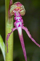 Adriatic Lizard Orchid (Himantoglosum adriaticum) endemic to Italy, Preci near Norcia, Umbria, Italy, May.