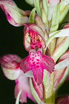Fragrant orchid (Anacamptis coriophora) Lazio, Italy, May,
