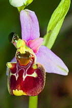 Late Spider Orchid (Ophrys fuciflora) Lazio, Italy, May,
