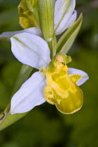 Bee Orchid (Ophrys apifera var chlorantha) yellow variety, Torrealfina near Orvieto, Umbria, Italy, May.