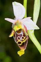 Late Spider Orchid (Ophrys fuciflora) Sibillini form with narrow lips and prominent appendage. Nera Valley, near Spoleto, Umbria, Italy, May.
