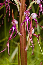 Adriatic Lizard Orchid (Himantoglosum adriaticum)  Nera Valley, near Spoleto, Umbria, Italy, May.