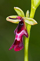 Fly orchid (Ophrys insectifera) near Precis, Umbria, Italy, May.