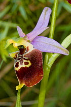 Late Spider Orchid (Ophrys fuciflora) Nera Valley, near Spoleto, Umbria, Italy, May.