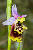 Late Spider Orchid (Ophrys fuciflora) Sibillini, Italy, May.
