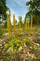 Man Orchids (Orchis anthropophorum / Aceras anthrophorum)  Nera Valley, near Spoleto, Umbria, Italy, May.