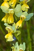 Few-flowered Orchid (Orchis pauciflora) Terni, Umbria, Italy, May.