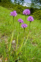 Toothed-orchid (Orchis / Neotinea tridentata)  Nera Valley, near Spoleto, Umbria, Italy, May.