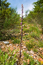 Violet Limodore (Limodorum abortivum) saprophytic orchid. Sibillini, near Spoleto, Umbria. Italy,  June.