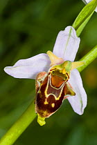 Hybrid Bee orchid (Ophrys albertiana). Hybrid of Late spider orchid (Ophrys fuciflora) and Bee orchid (Ophrys apifera) Sibillini, near Spoleto, Umbria, Italy, June.