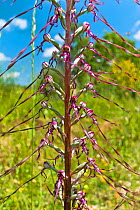 Adriatic Lizard Orchid (Himantoglosum adriaticum) Sibillini, near Spoleto, Umbria, Italy, June.