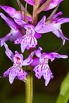 Common spotted orchid (Dactylorhiza fuchsii) near Leonessa, Umbria, Italy, June.