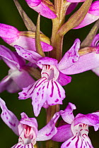 Common spotted orchid (Dactylorhiza fuchsii) near Leonessa, Umbria, Italy, June.