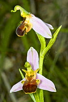 Bee Orchid (Ophrys apifera var bicolor) an uncommon variety where the pattern on the lip is suppressed, near Carsulae, terni, Umbria. Italy, June.