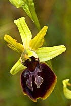 Gargano Ophrys (Ophrys sphegodes ssp garganica) endemic, Mount Amiata, Tuscany, Italy. June.