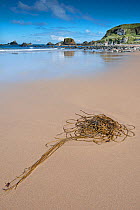 Bootlace Weed (Chorda filum) on beach, Causeway coast, Antrim county, Northern Ireland, UK, September.