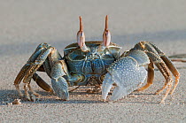 Crab (Ocypode sp) on beach, Ankify, Western coastline, Madagascar.