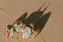 Crab (Ocypode sp) on beach, Ankify, Western coastline, Madagascar.
