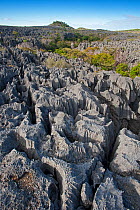 Tsingy - karst limestone formations, Ankarana NP, Madagascar, June 2013.