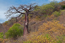 Boabab tree (Adansonia suarezensis), Ramena, Madagascar.