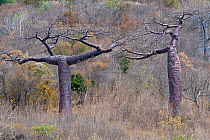 Boabab trees (Adansonia suarezensis), Ramena, Madagascar.